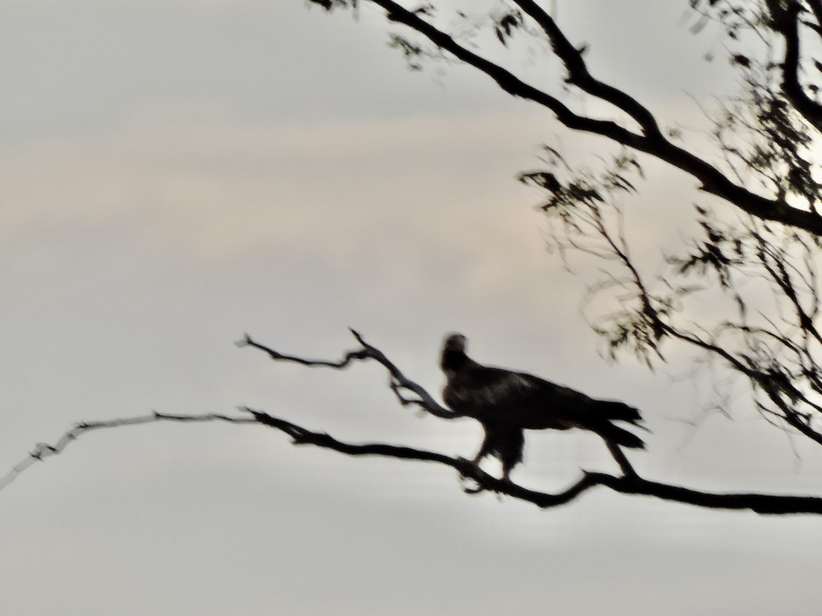 Aigle d'Australie - ML654774846