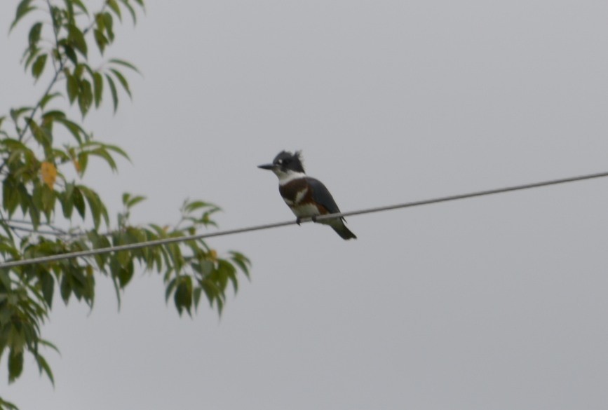 Belted Kingfisher - ML65477561