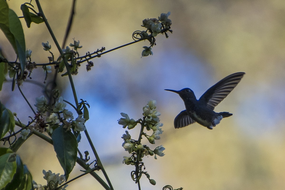 fiolstrupekolibri - ML65477571