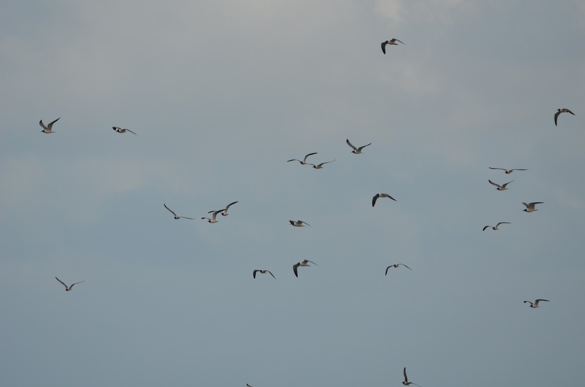 Gabbiano sghignazzante - ML654775812