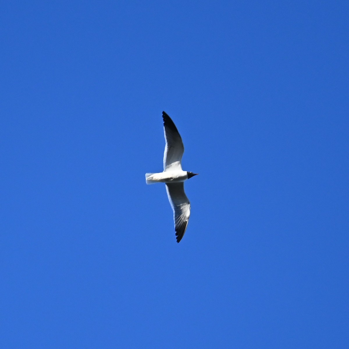 Gabbiano sghignazzante - ML654776057