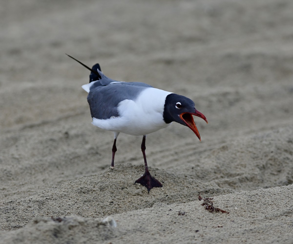 Gabbiano sghignazzante - ML654776545