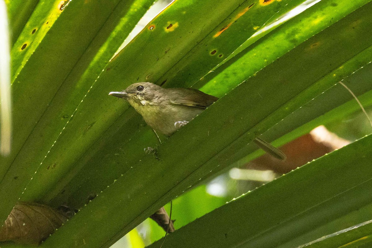 New Caledonian Whistler - ML654776702