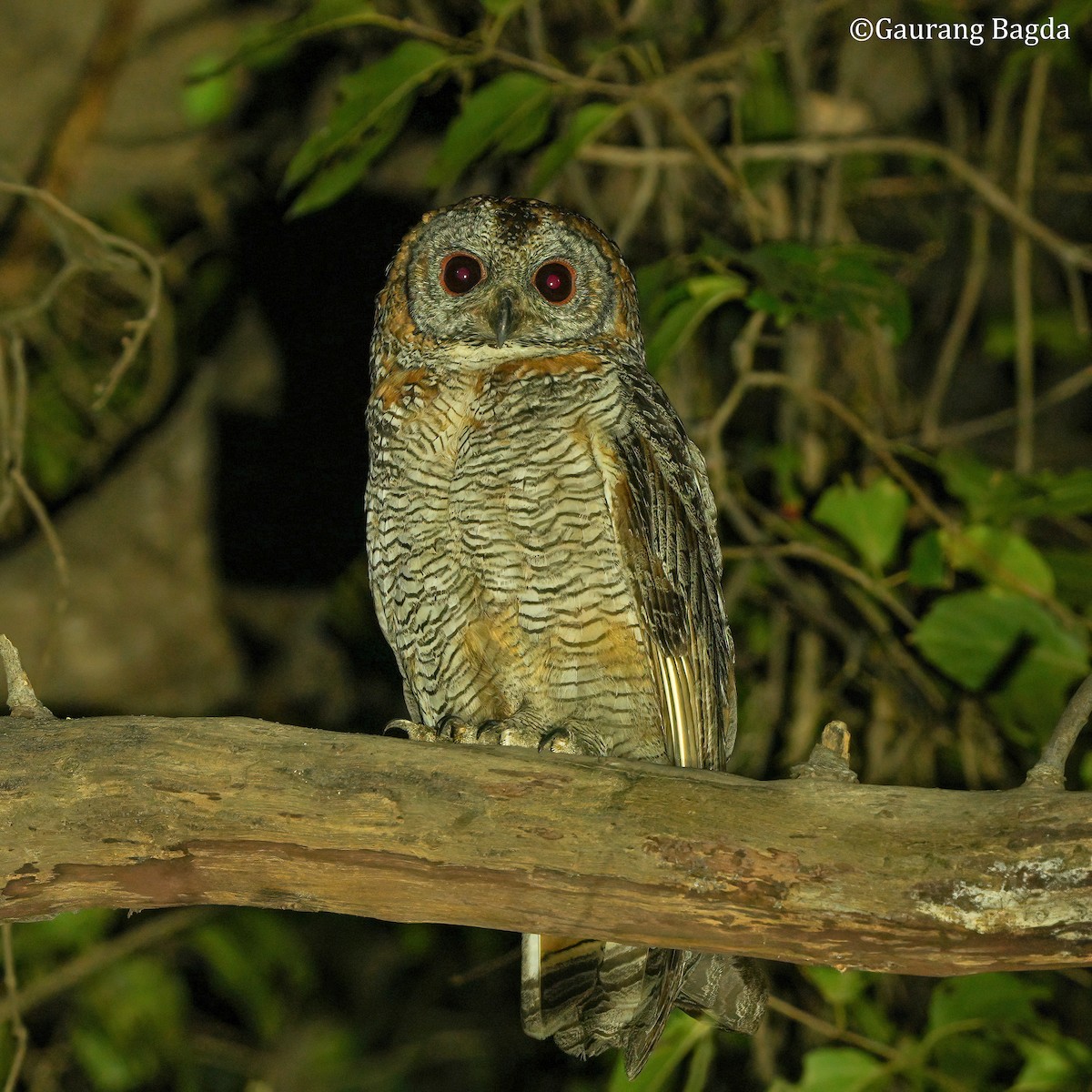 Mottled Wood-Owl - ML654777671