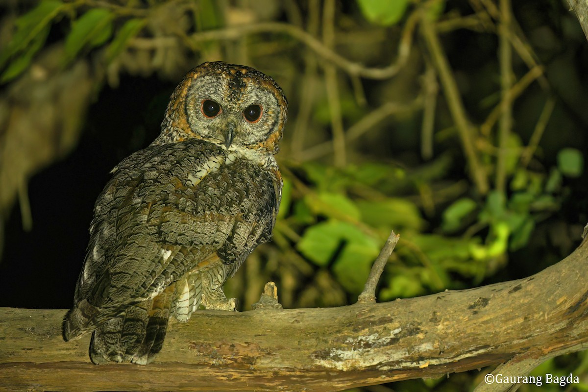 Mottled Wood-Owl - ML654777672