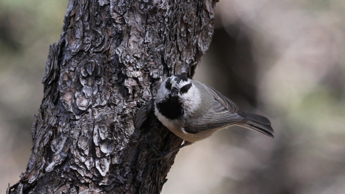 Mountain Chickadee - ML65477771