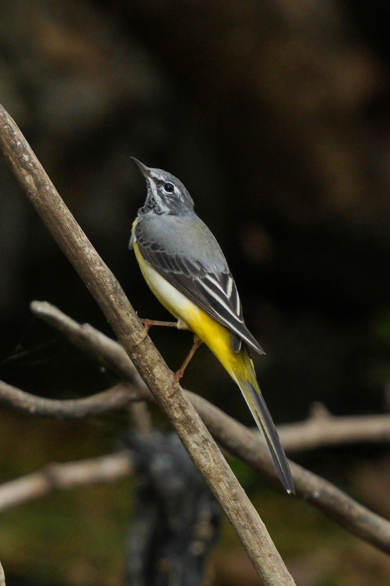 Gray Wagtail - ML654777978