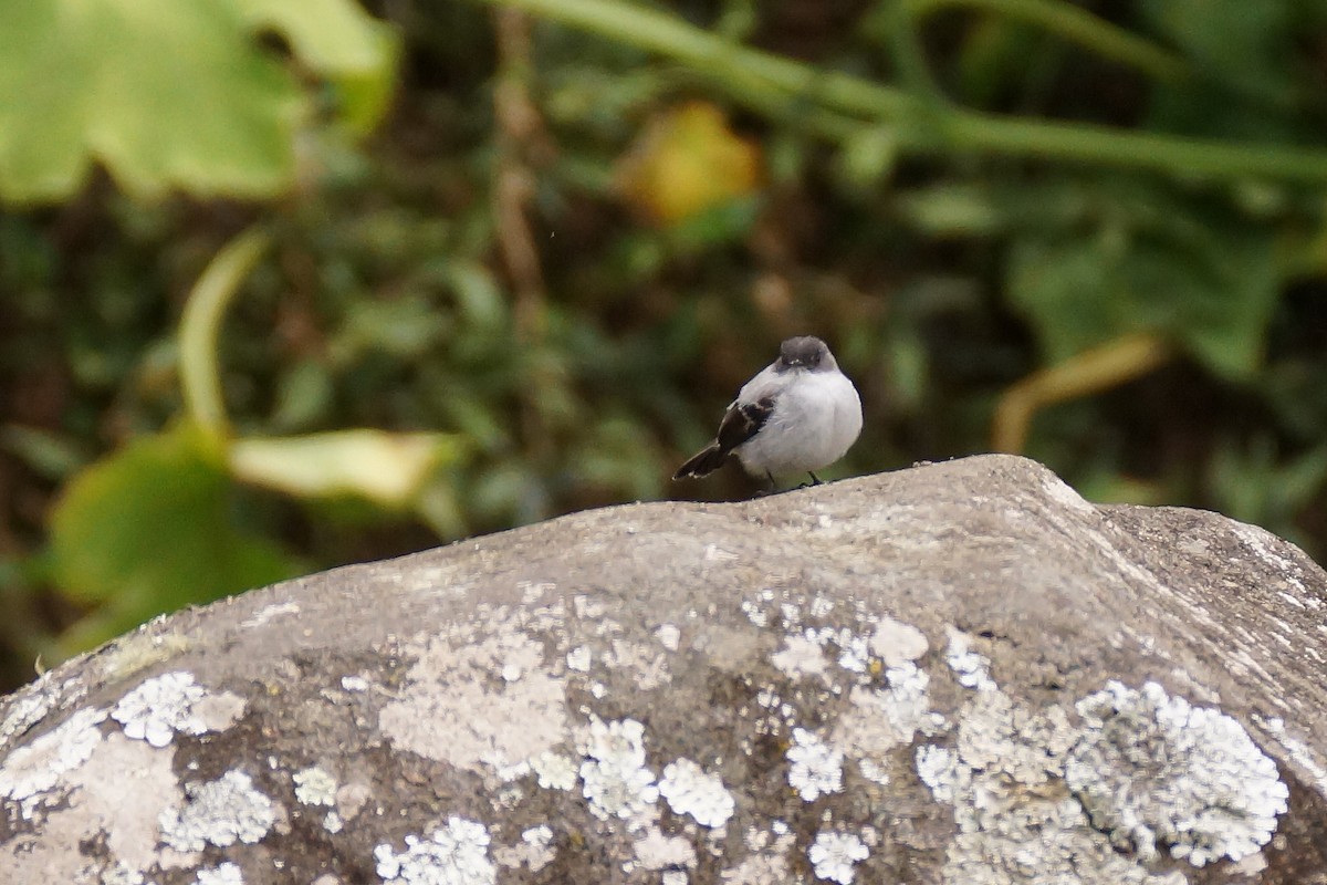 Torrent Tyrannulet - ML65477801