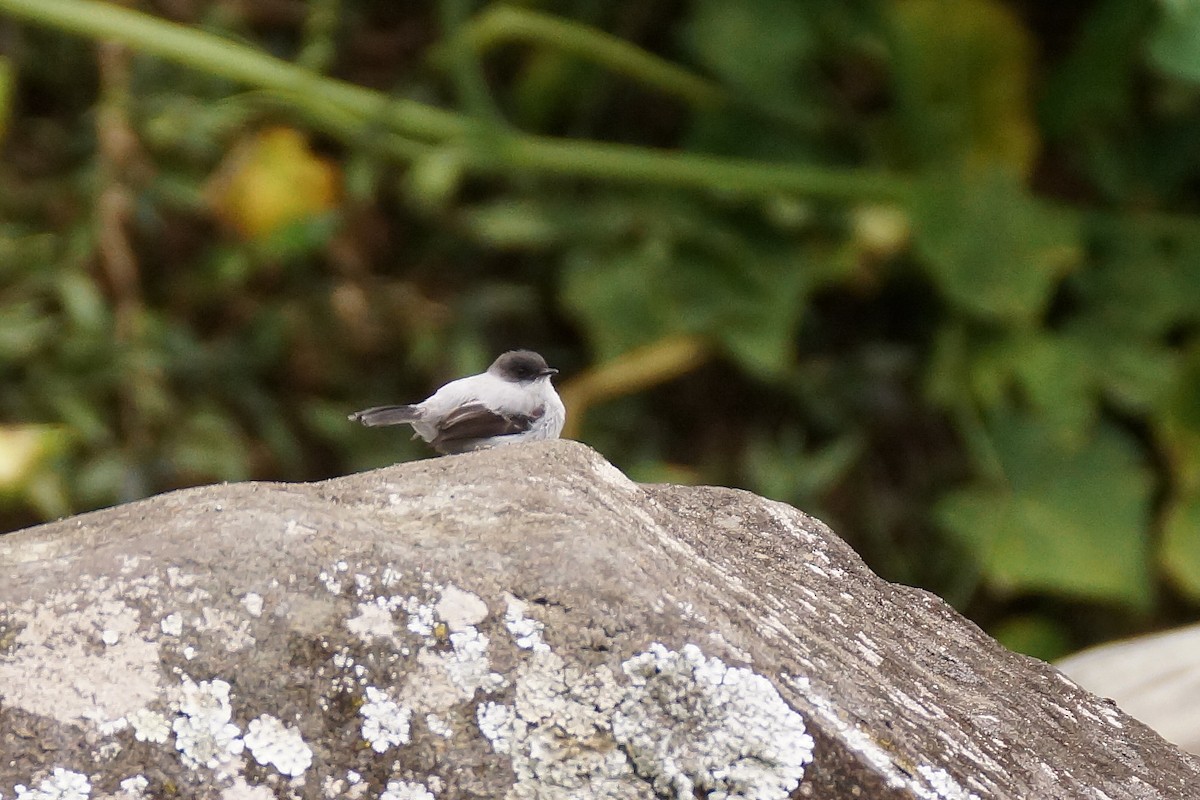 Torrent Tyrannulet - ML65477821