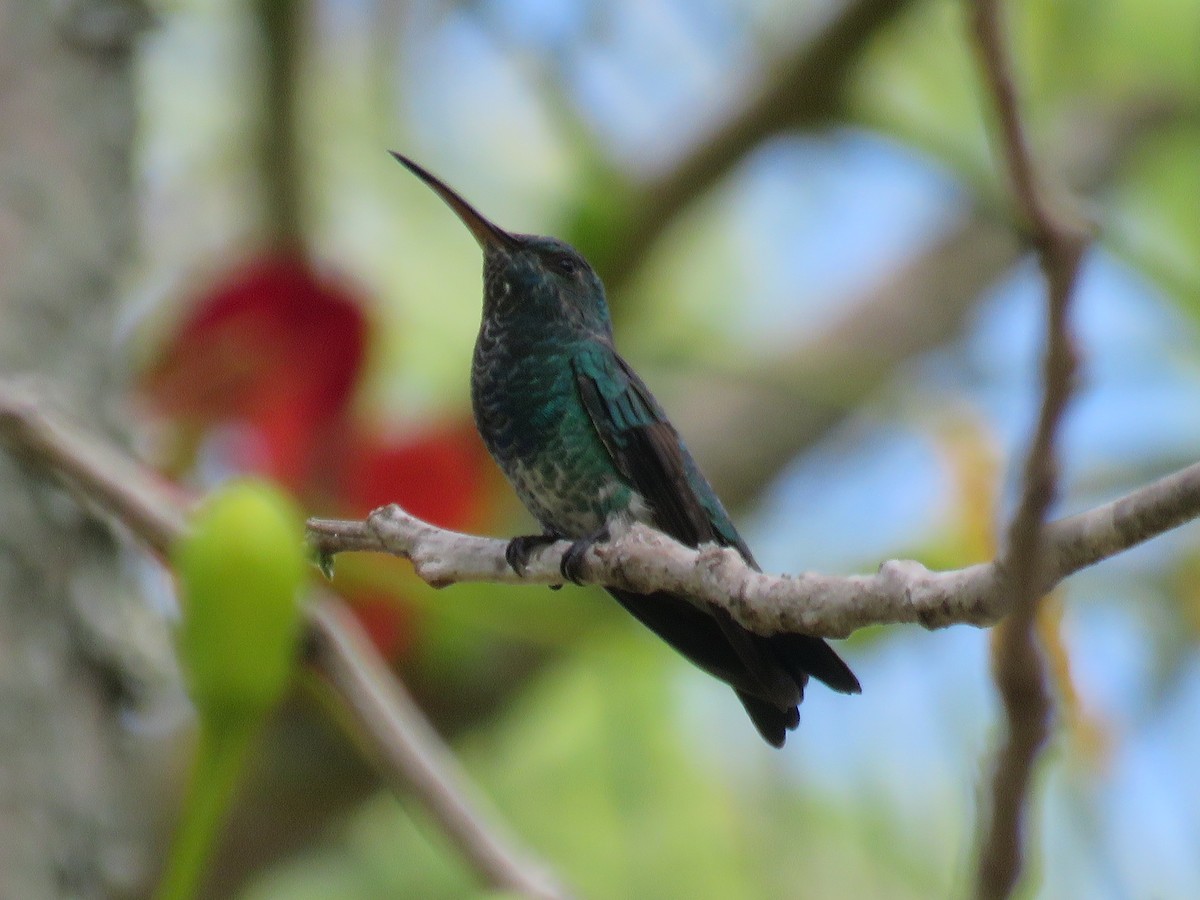 Shining-green Hummingbird - ML65477841