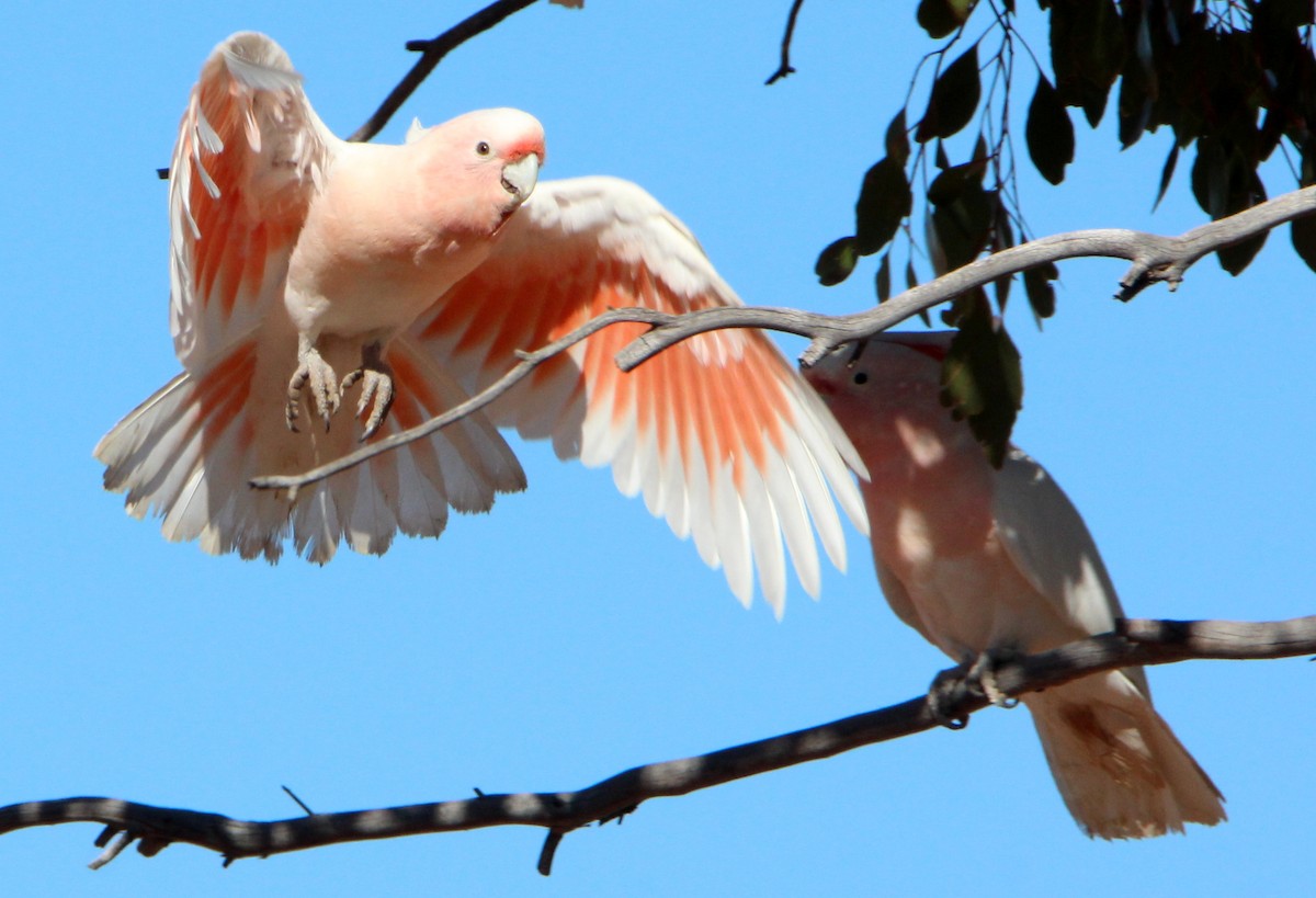 Pink Cockatoo - ML65477871
