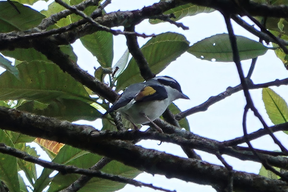 White-browed Shrike-Babbler (Blyth's) - ML654778817