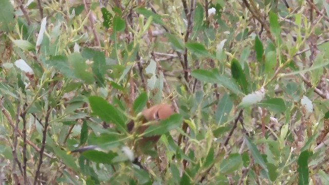 Cedar Waxwing - ML654778894