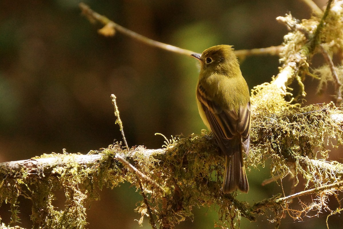 Yellowish Flycatcher - Réal Boulet 🦆