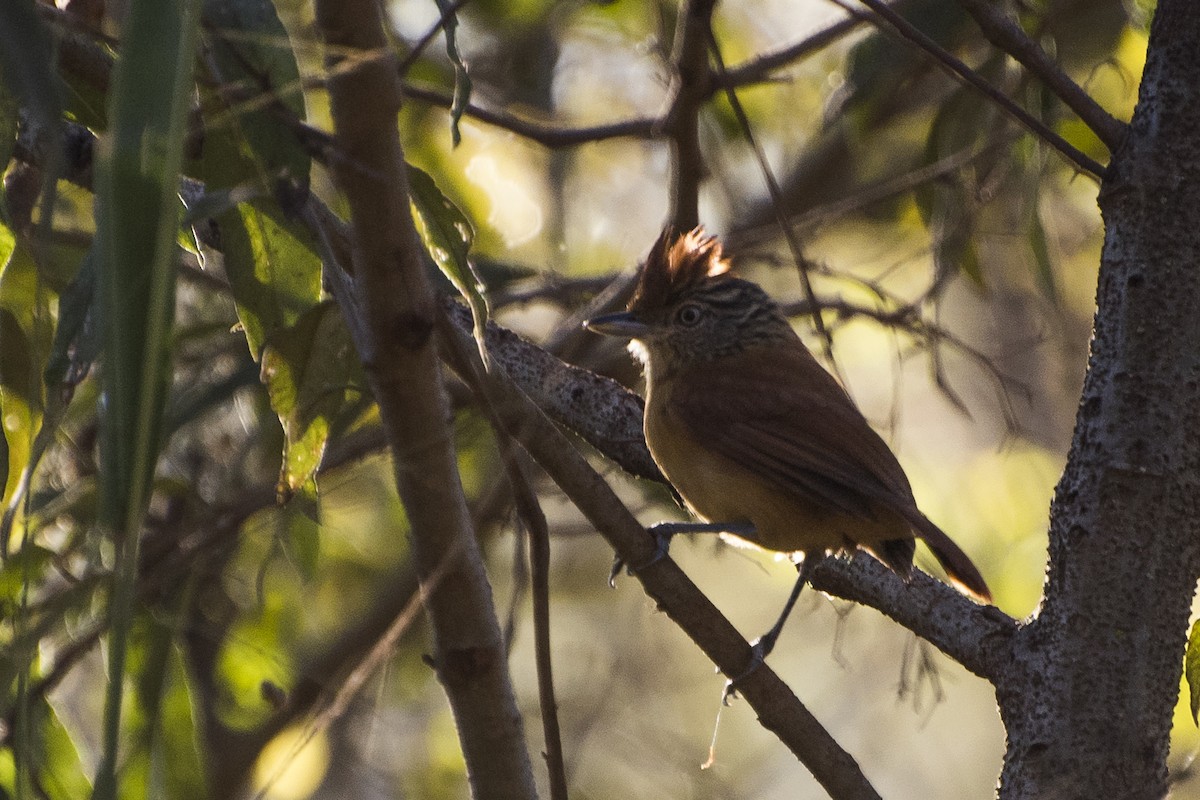 Barred Antshrike - ML65478091