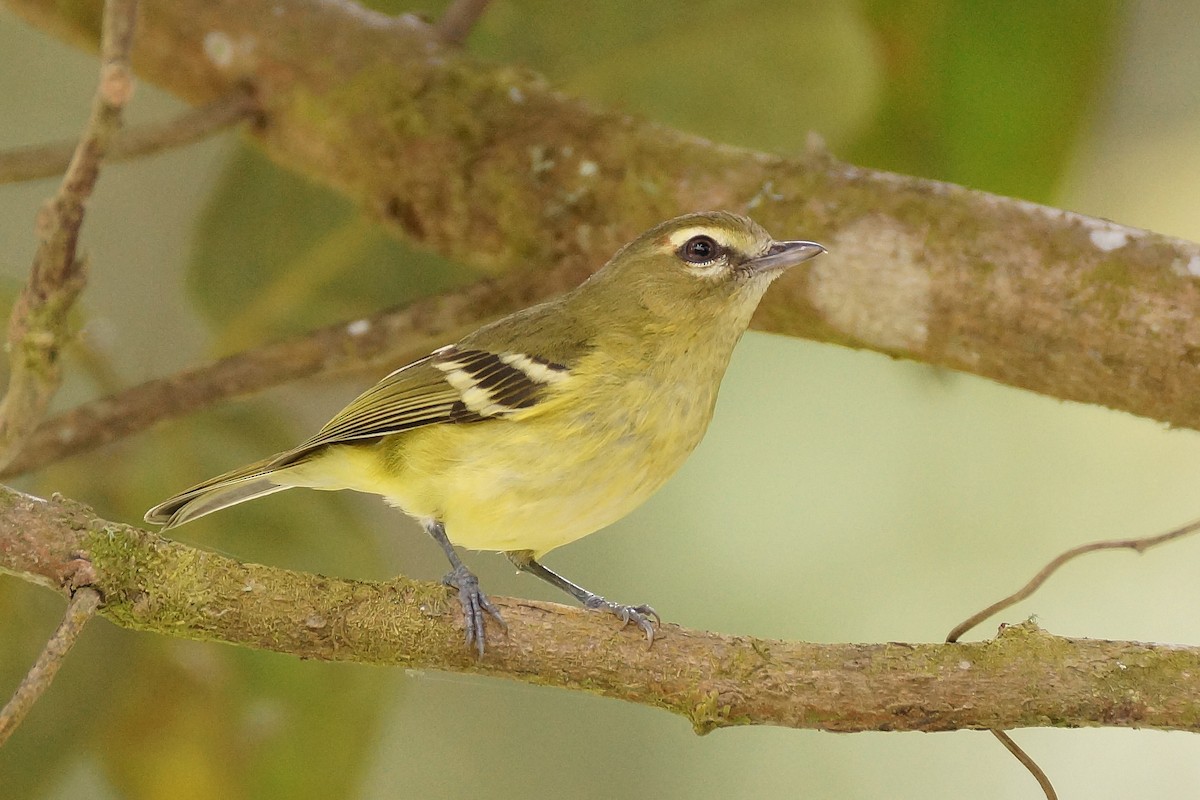 Viréo à ailes jaunes - ML65478111