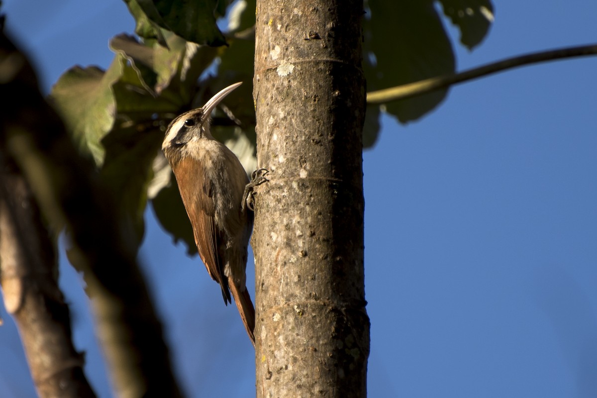 Narrow-billed Woodcreeper - ML65478121