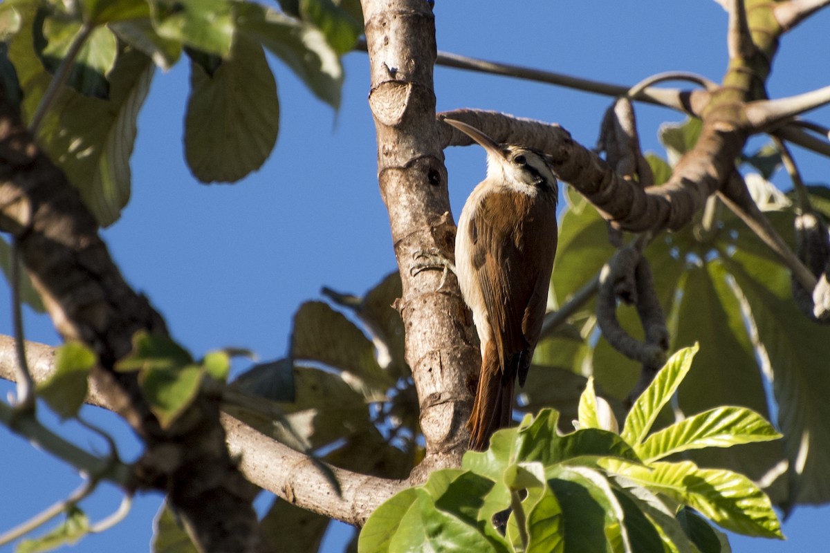 Narrow-billed Woodcreeper - ML65478131