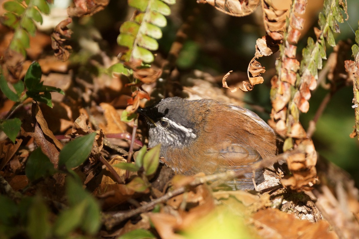 Gray-breasted Wood-Wren - ML65478161