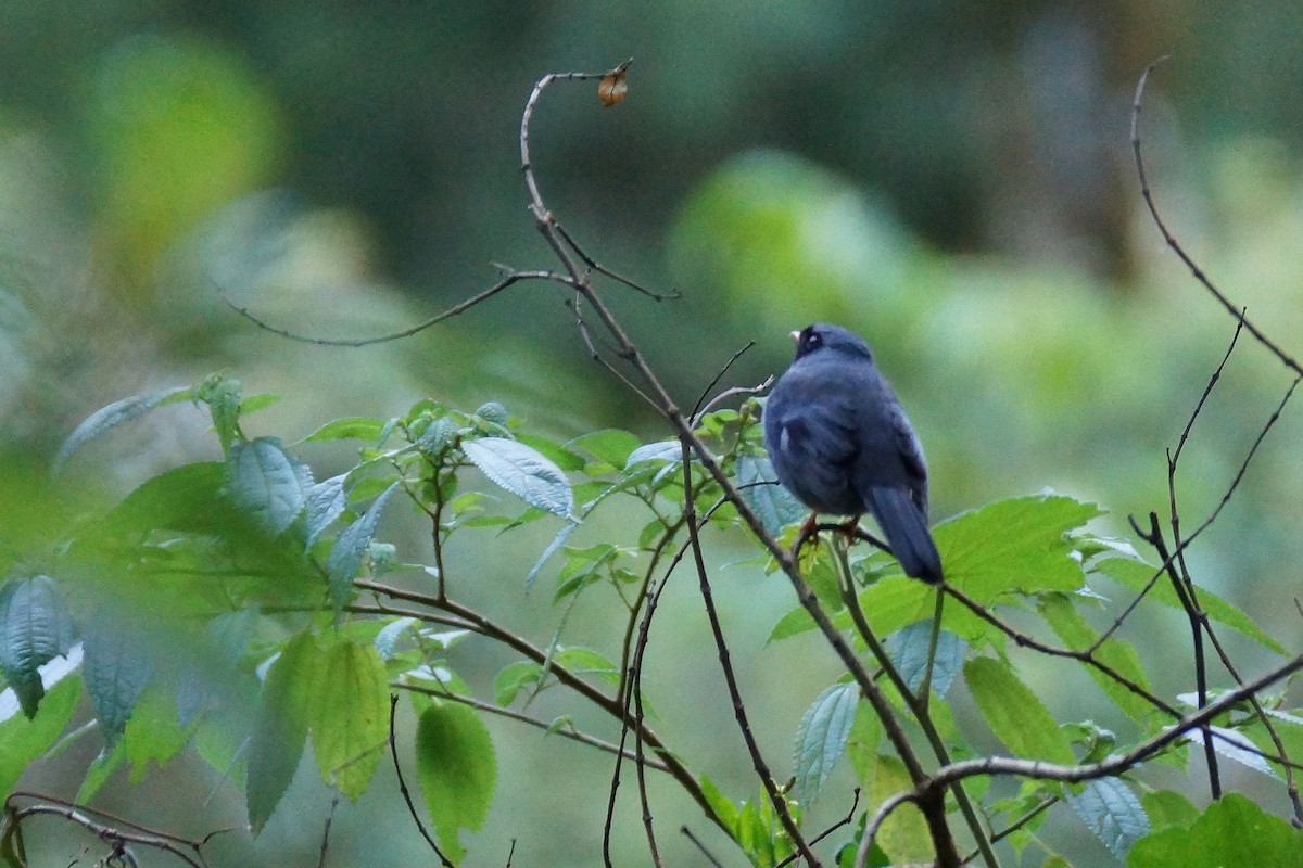 Black-faced Solitaire - Réal Boulet 🦆