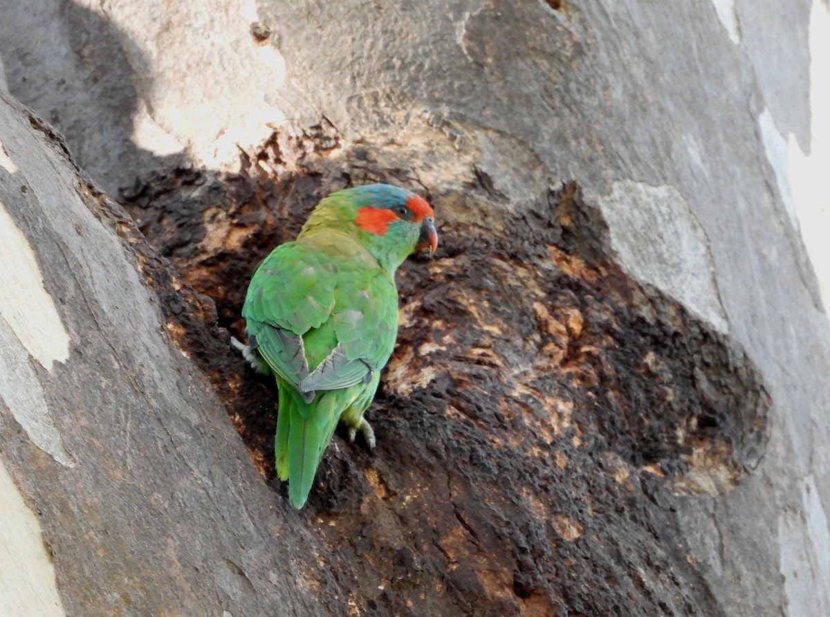 Musk Lorikeet - ML654781784