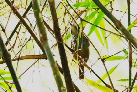Spot-breasted Wren - ML654781794