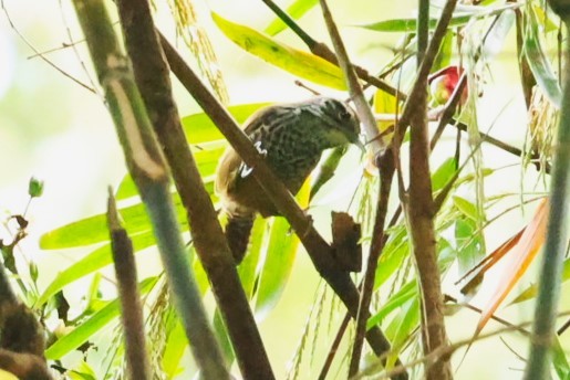 Spot-breasted Wren - ML654781795