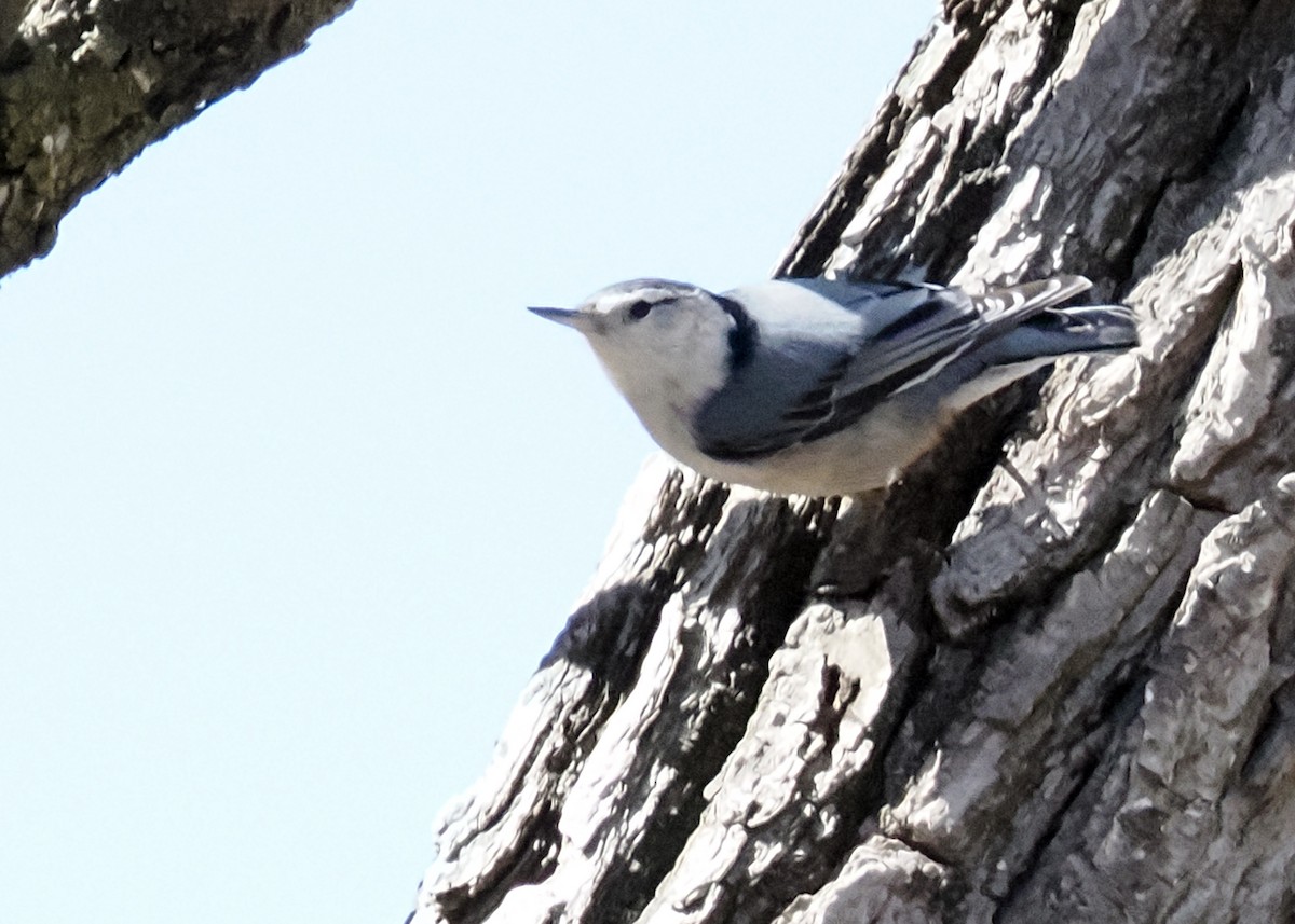 White-breasted Nuthatch - ML654781799