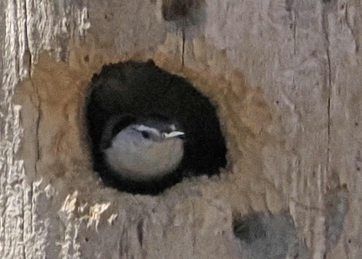 White-breasted Nuthatch - ML654781800