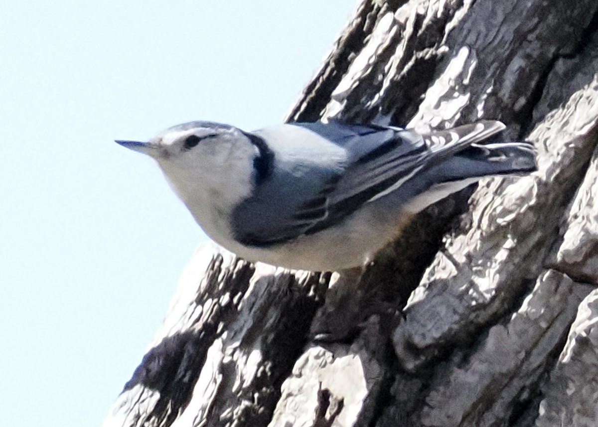 White-breasted Nuthatch - ML654781801