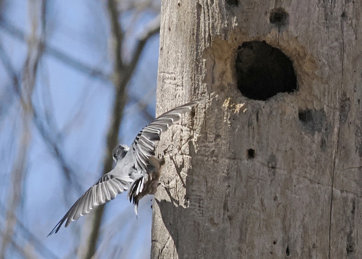 White-breasted Nuthatch - ML654781802