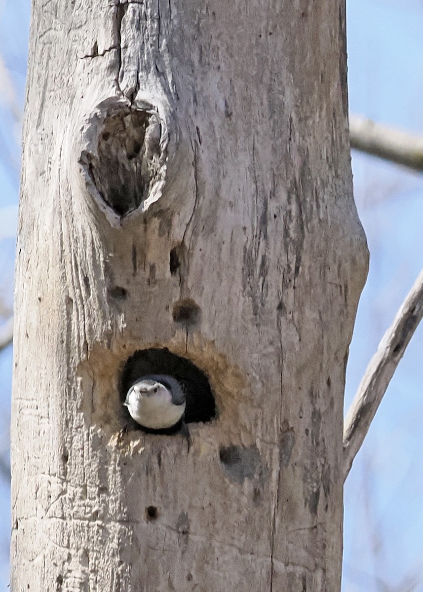 White-breasted Nuthatch - ML654781803