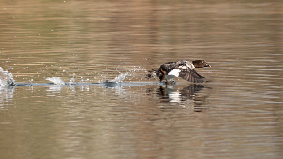 Quattrocchi - ML654781808