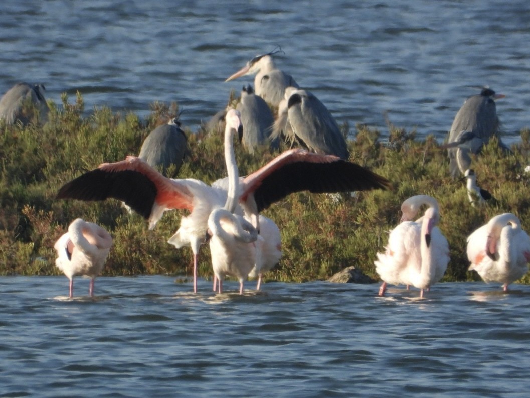 Fenicottero - ML654781814