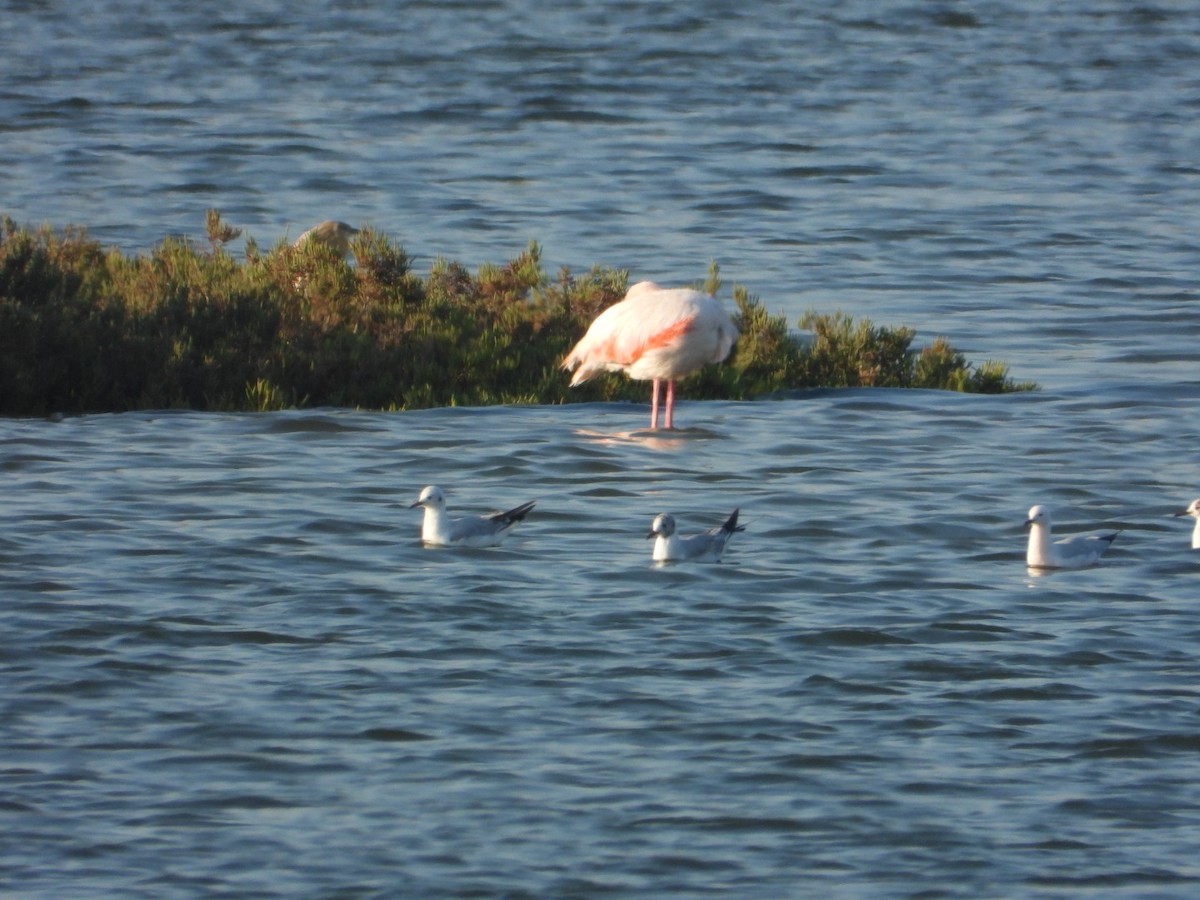 Fenicottero - ML654781815