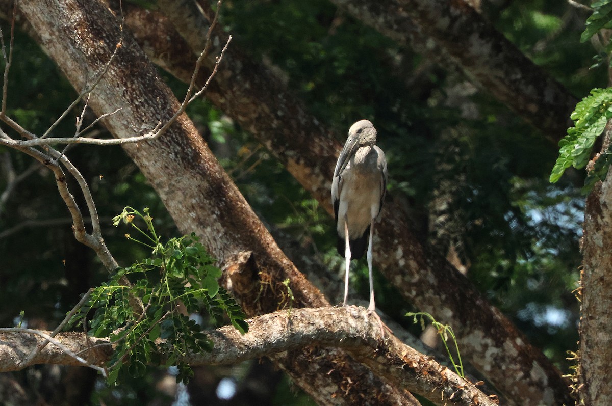 Asian Openbill - ML654781818
