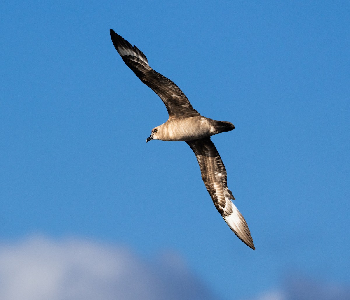 Kermadec Petrel - ML654781824