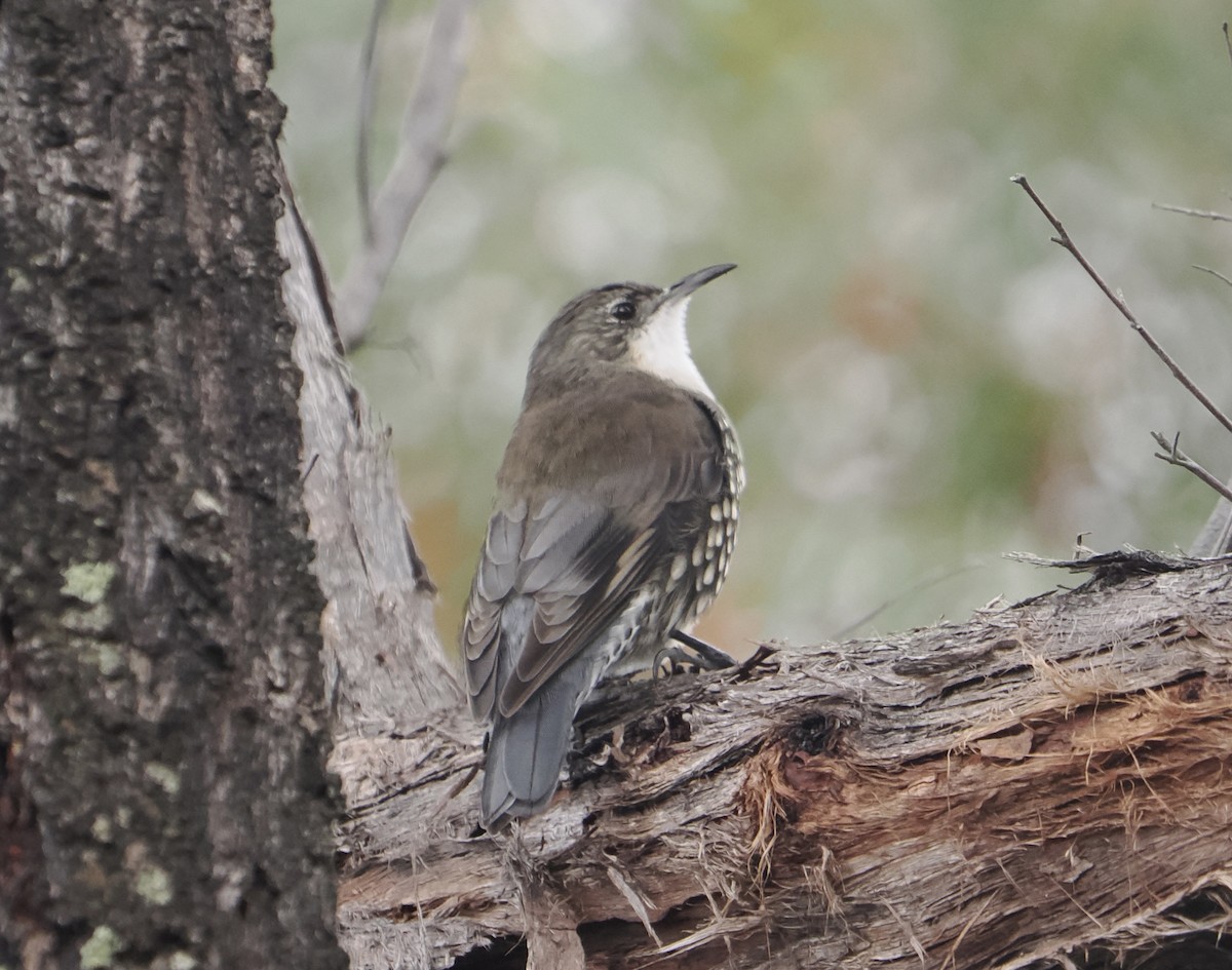 White-throated Treecreeper - ML654781831