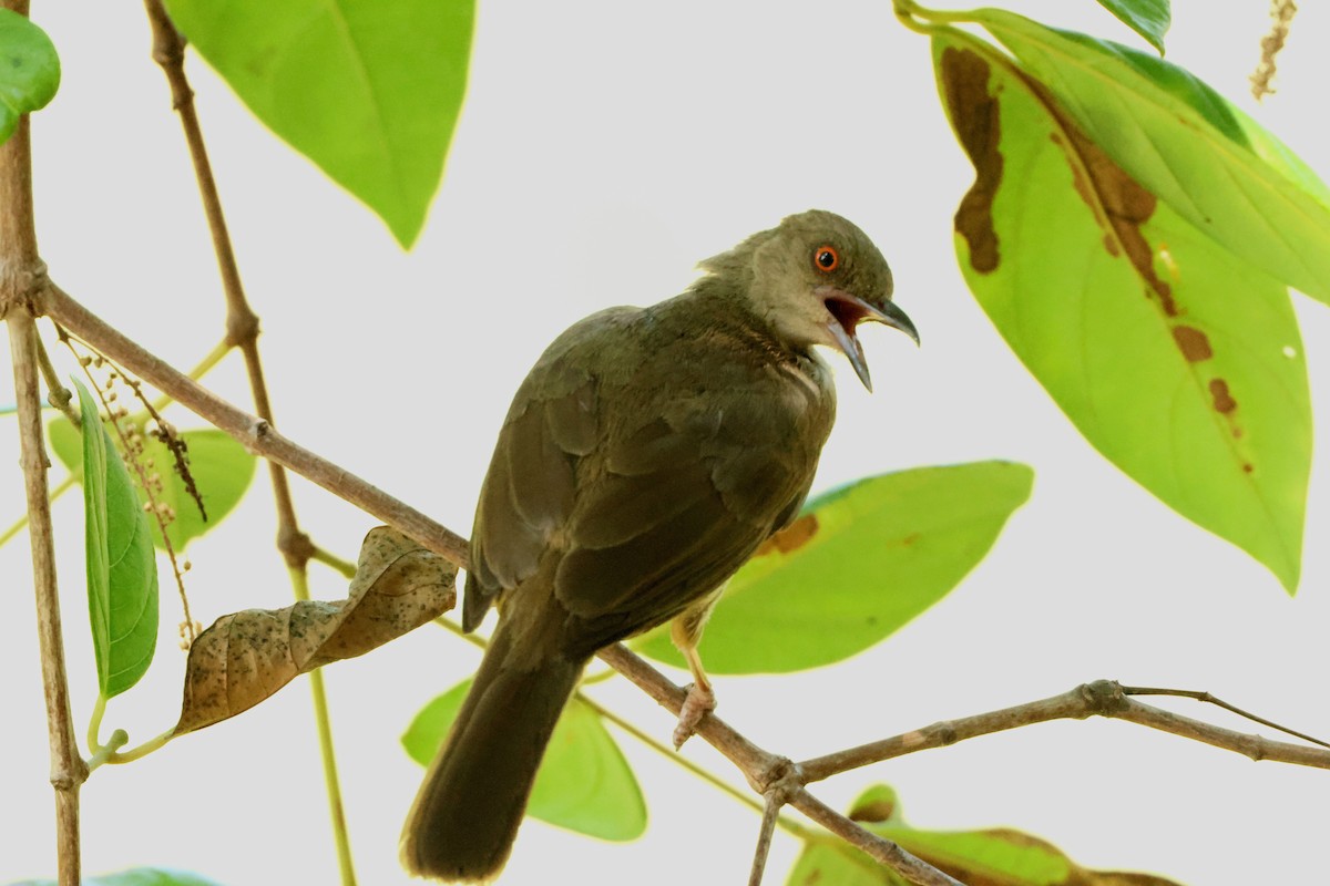 Red-eyed Bulbul - ML654781833