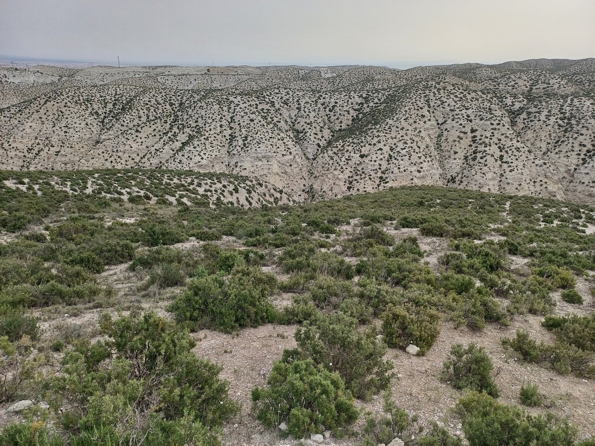 null - ML654781836