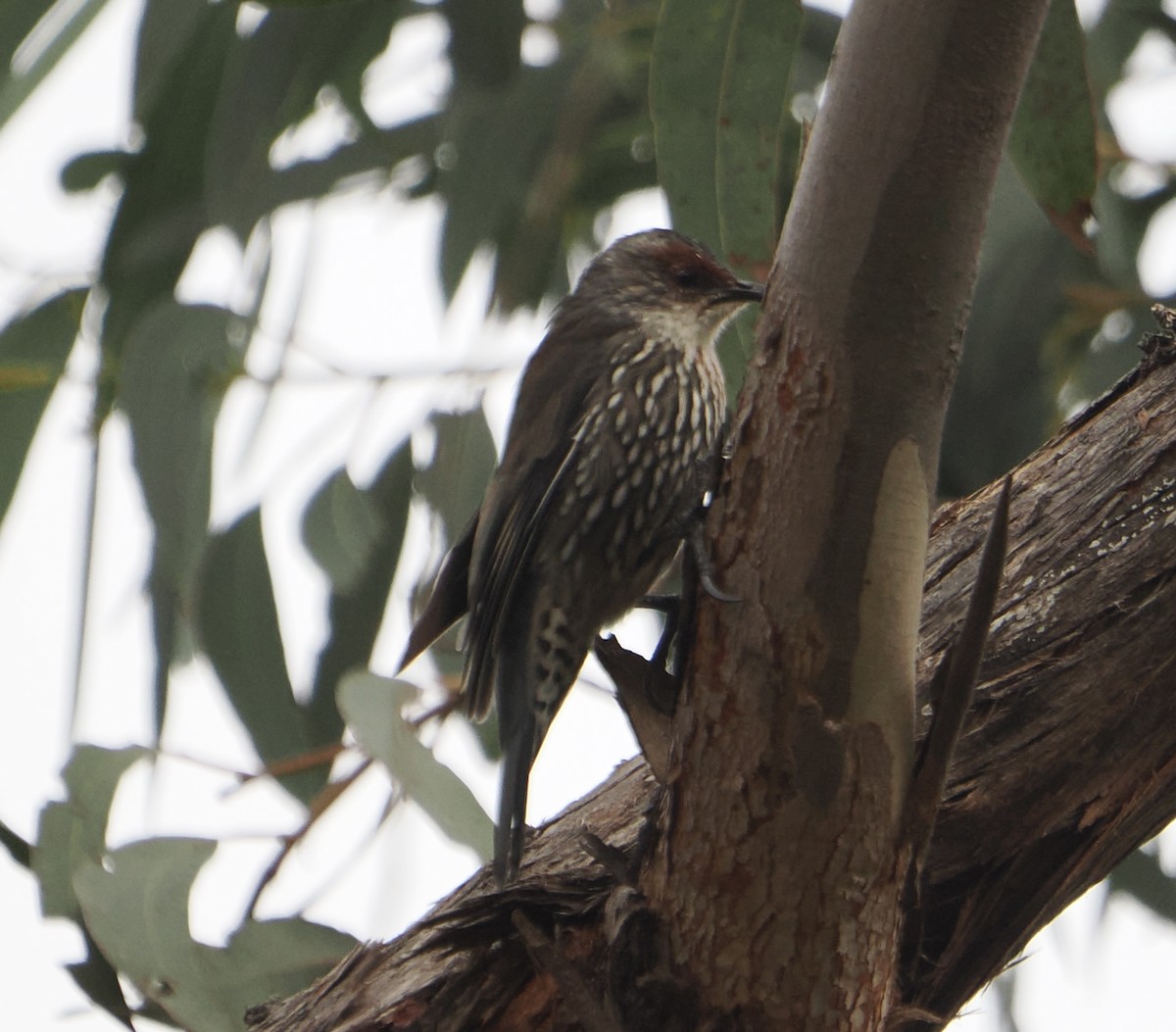 Red-browed Treecreeper - ML654781838