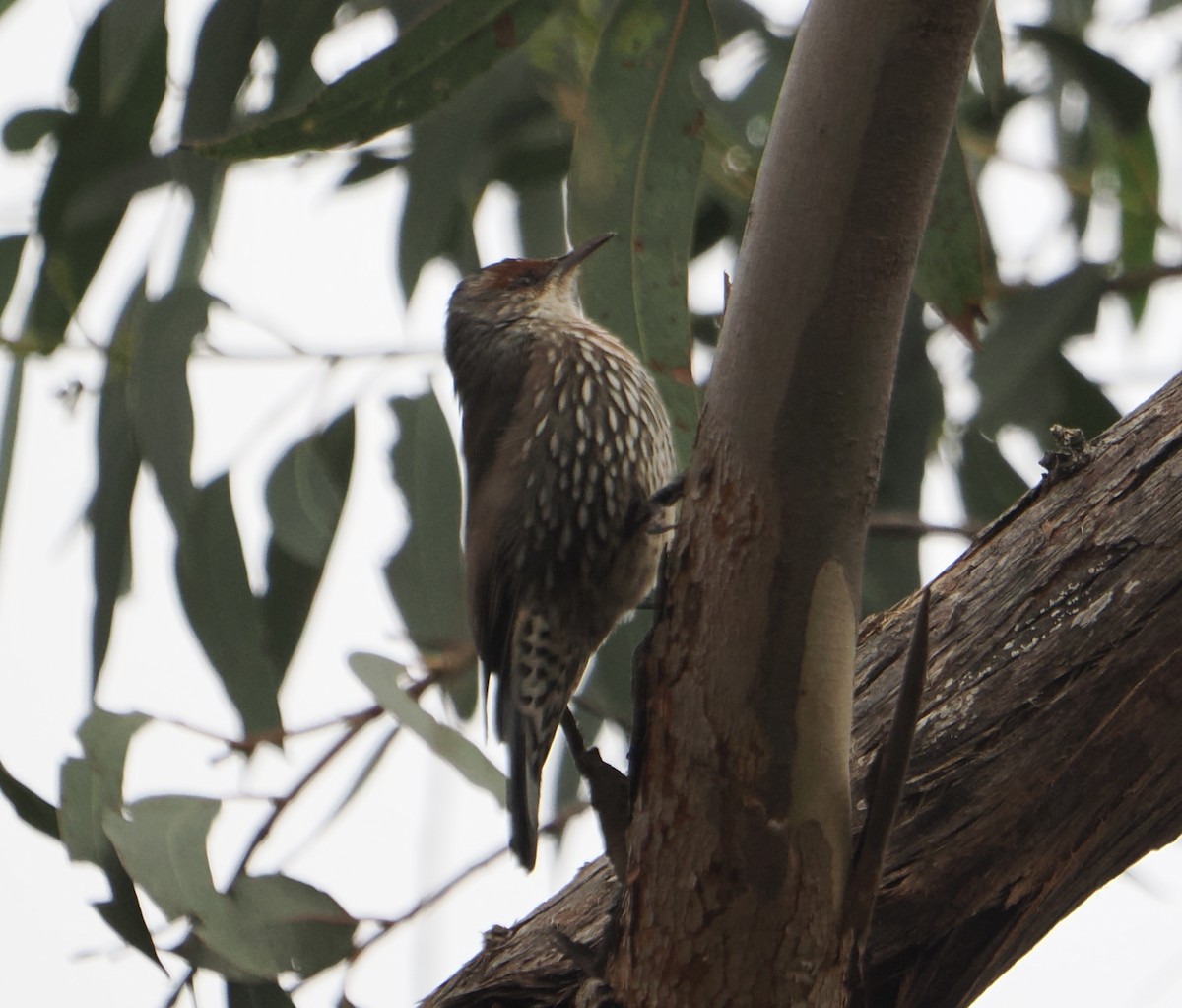 Red-browed Treecreeper - ML654781839