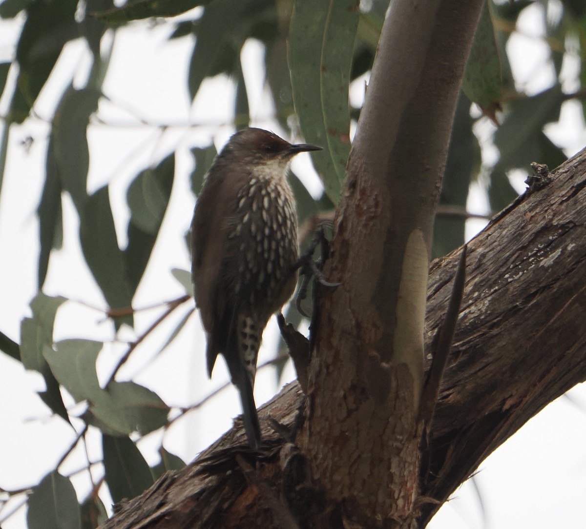 Red-browed Treecreeper - ML654781840
