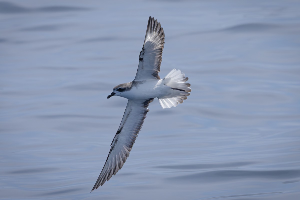 Cook's Petrel - ML654781843