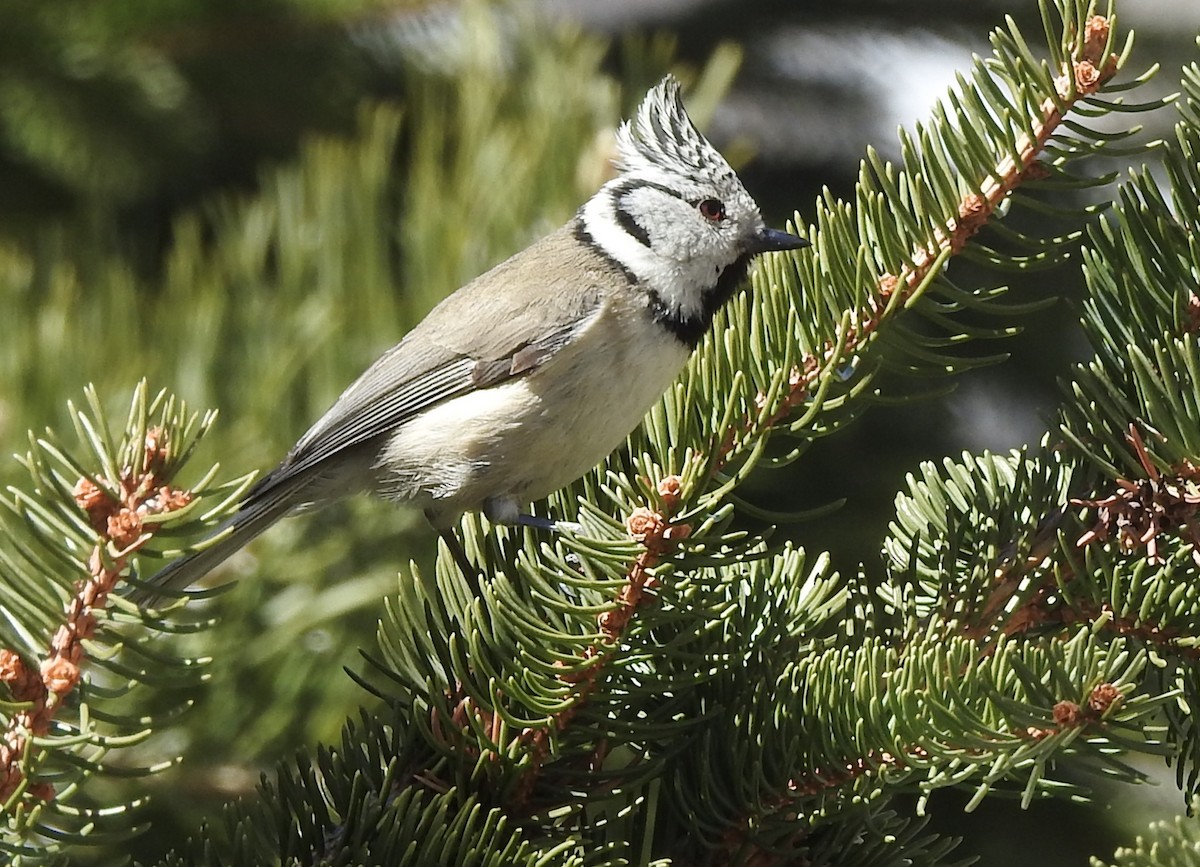 Cincia dal ciuffo - ML654781844