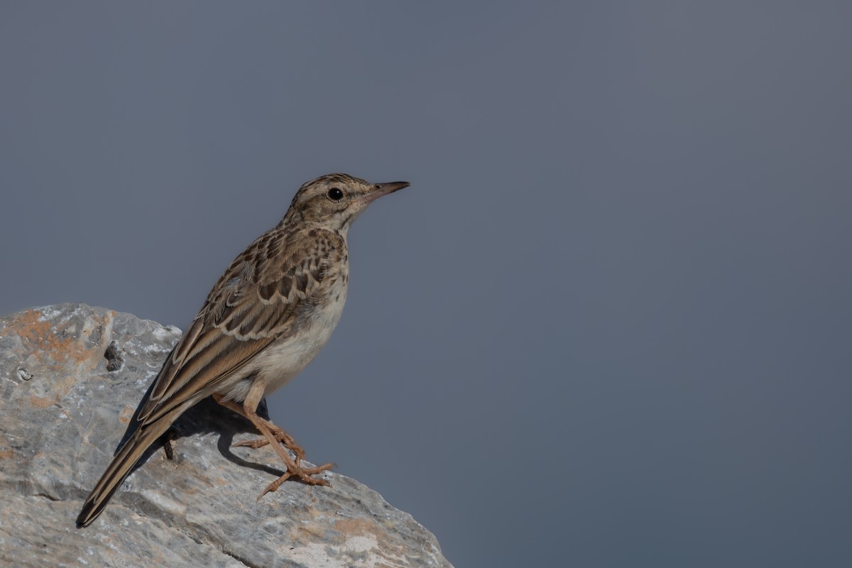 Calandro - ML654781845