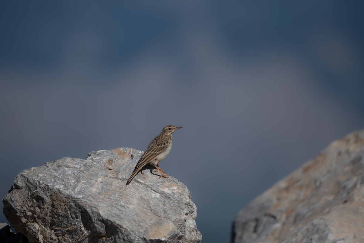 Calandro - ML654781846