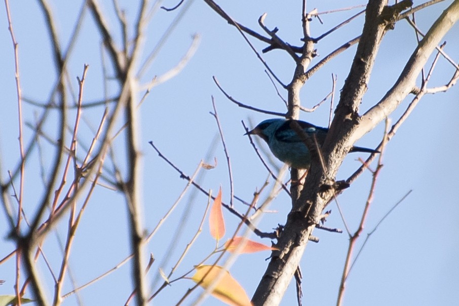 Blue Dacnis - Luiz Carlos Ramassotti