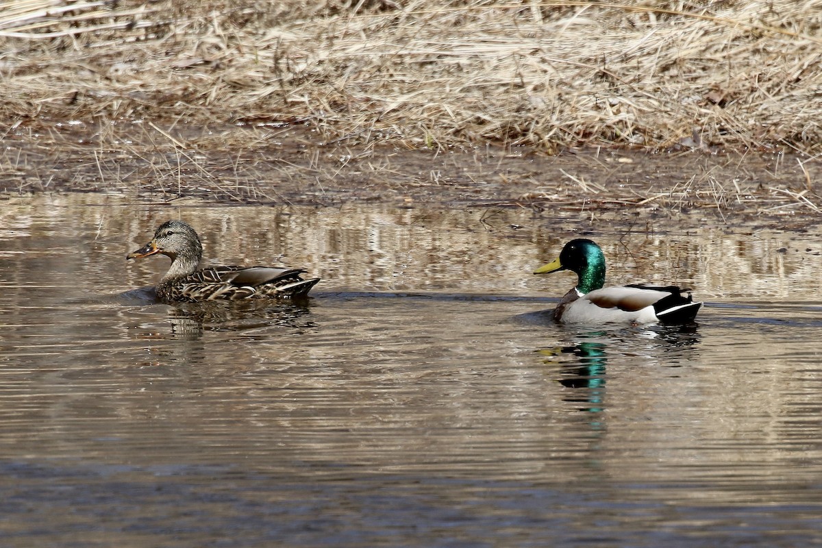 Ánade Azulón - ML654782057