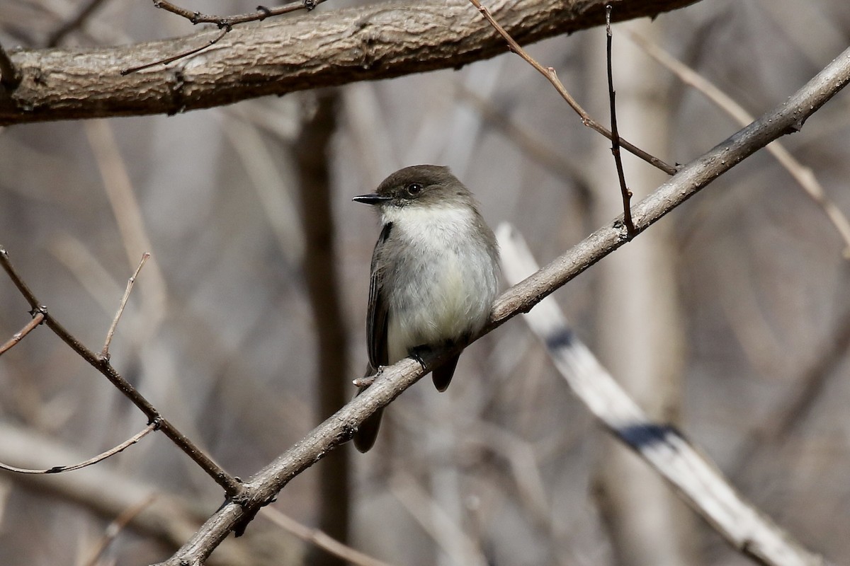 Mosquero Fibí - ML654782069